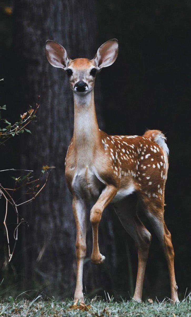 1_TM's tweet image. Shaden🦌