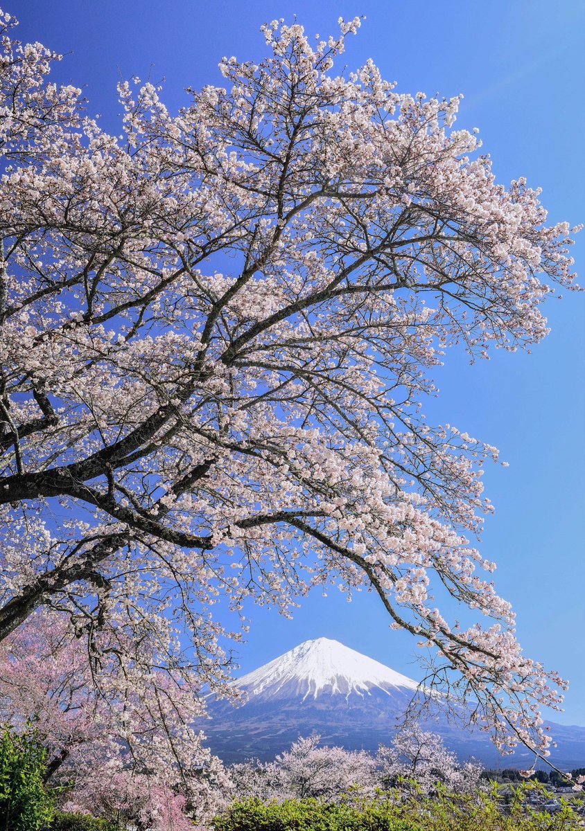 富士宮市からの桜と富士山です。今年もそろそろ見頃ですが、早く晴れてほしいです🙏 過去の作品