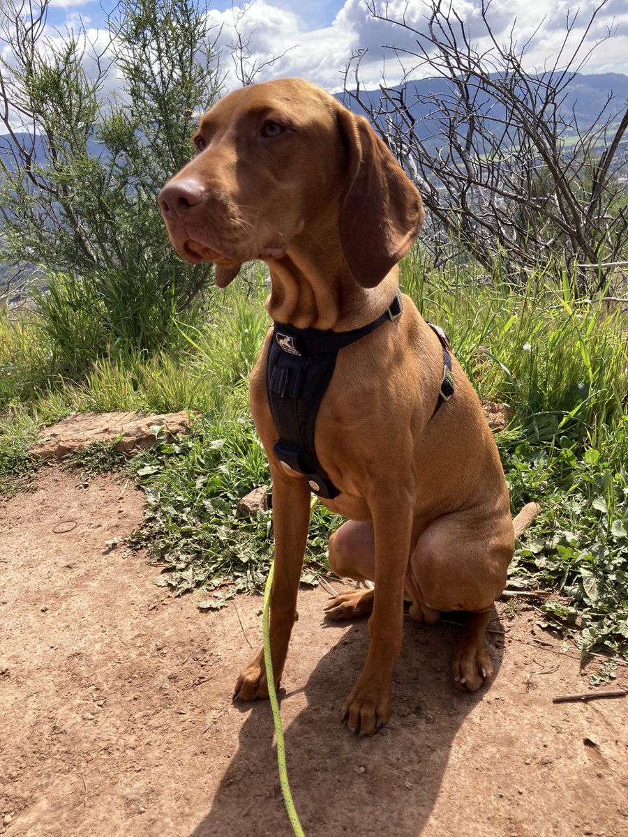 miichele_d's tweet photo. @travisakers this is Griffey, my little sour patch baby dog! https://t.co/e3yM69ohAW