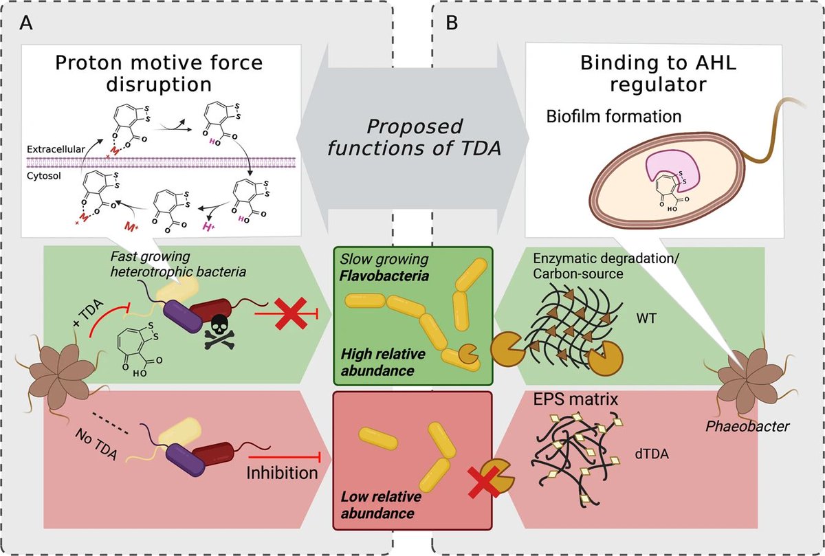 The potential to produce tropodithietic acid by Phaeobacter inhibens affects the assembly of microbial biofilm communities in natural seawater

NPJ Biofilms and Microbiomes by <a href="/PKBech/">Pernille Kjersgaard</a> et al from <a href="/LoneKGram/">Lone Gram</a> at @cemist_dtu #SecondaryMetabolites 

nature.com/articles/s4152…