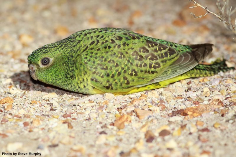EMUJournal's tweet image. Cranial adaptations of the Night Parrot, a cryptic nocturnal bird

tandfonline.com/doi/full/10.10…

#ornithology #conservation