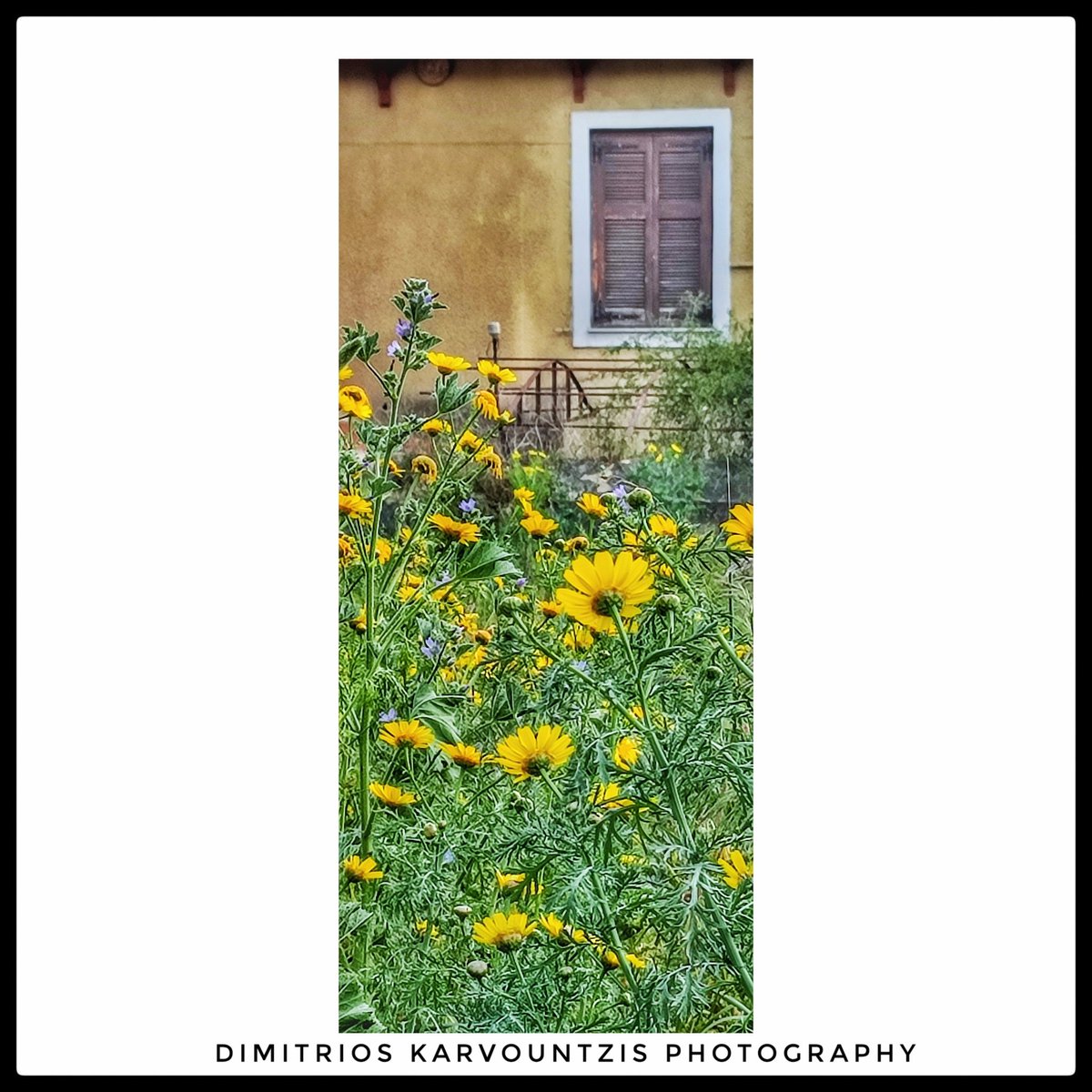 'The window'
#flowers #yellow #yellowflowers #colourphoto #colourphotography #color #colorphotography #mobilephotography #neafiladelfia #neafiladelfeia #green #building #sunny