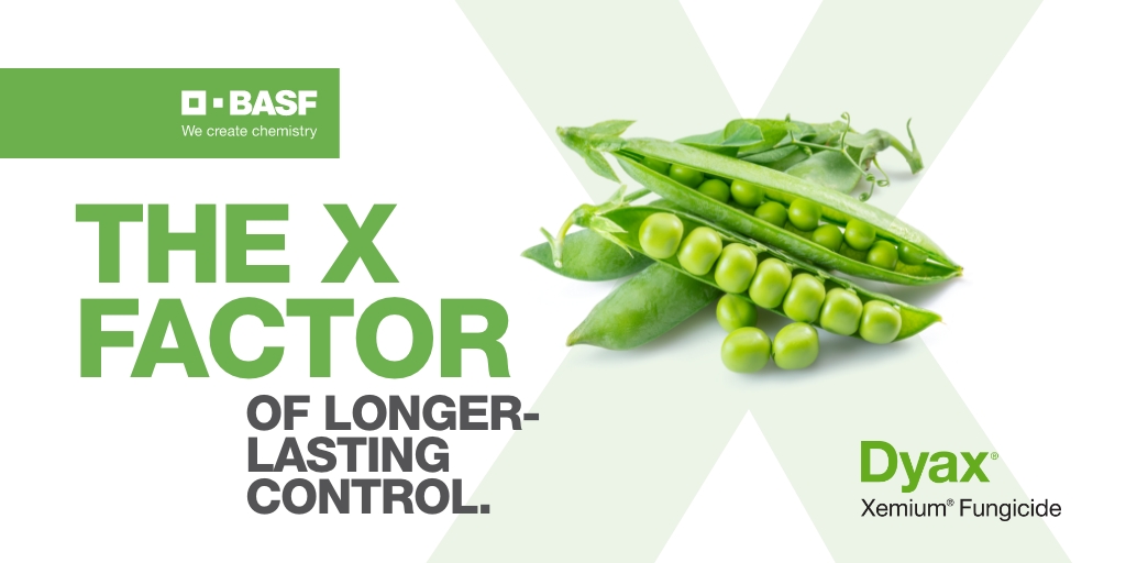 BASFAgSolutions's tweet photo. Leave early-season disease up to the premium protection of #Dyax fungicide in your pulses. Its increased levels of Xemium help protect against mycosphaerella blight, ascochyta blight, anthracnose and powdery mildew.
Learn more: https://t.co/HxsPkeG7gh #WestCdnAg https://t.co/904usEU0bc