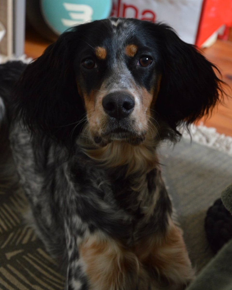 ChiensaDonner's tweet photo. 📢Donne setter anglais 9 mois – Rhône
Contactez le maître :
➡https://t.co/Yvvb9umcPn
🙏 Merci d’avance pour vos partages.
#chien #adoption #adopte #setteranglais #rhone #chienadonner #chiensadonner
Attention ! Chien a donner, merci de signaler toute demande d'argent. https://t.co/sqDU5EX7Yx