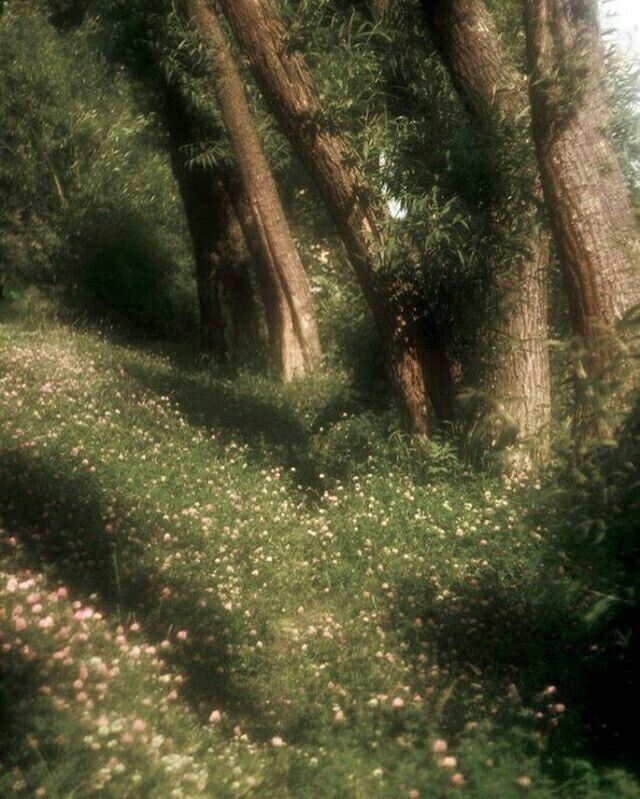 antitofthumbe's tweet photo. Esencia se siente como:
💐🪴🌻🌺🏵☁️🌄🌿 https://t.co/36uH6NPzMK