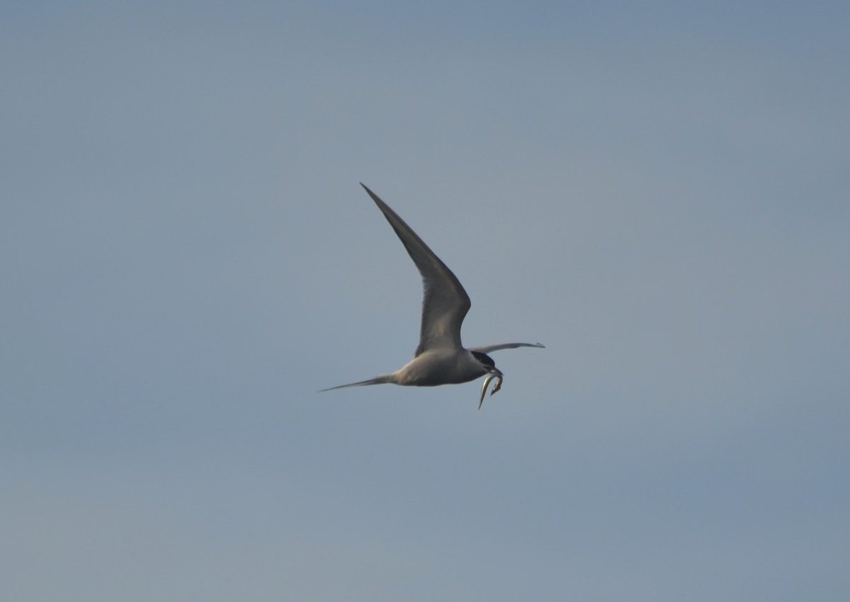 Thalie__K's tweet photo. Arctic Tern (Sterna paradisaea) mobbed for its catch on Inishtrahull, Co. Donegal 🐟 The island is off Malin Head, Ireland's most northerly point 🌊 I was lucky enough to be there for fieldwork last summer 🌅
#birdwatching #arctictern #inishtrahull #Ireland #seashore #seabirds https://t.co/9oAz8gb2sa