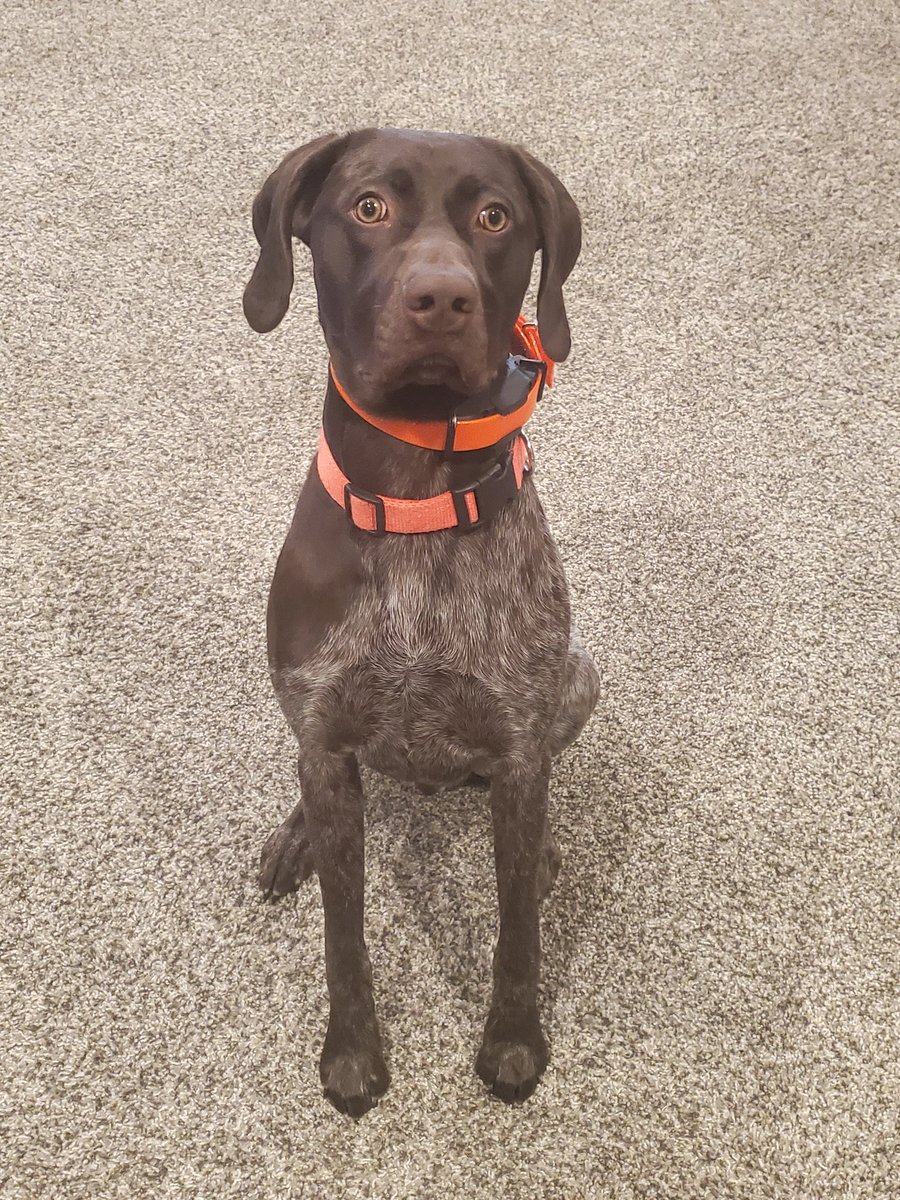 jwog88's tweet photo. Happy National Puppy Day to Amos!!! ❤️🐾❤️

#nationalpuppyday   #gsp https://t.co/gsCzNn0lcN