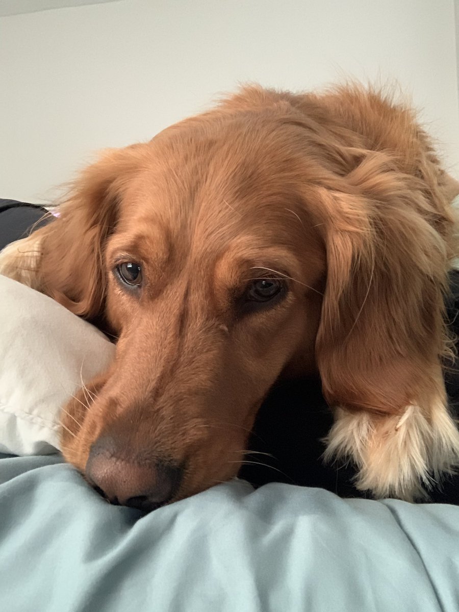 swil2389's tweet photo. @AshTapesAnkles Little delayed but we can always use some cute pet pictures https://t.co/t6dHyLp2Va