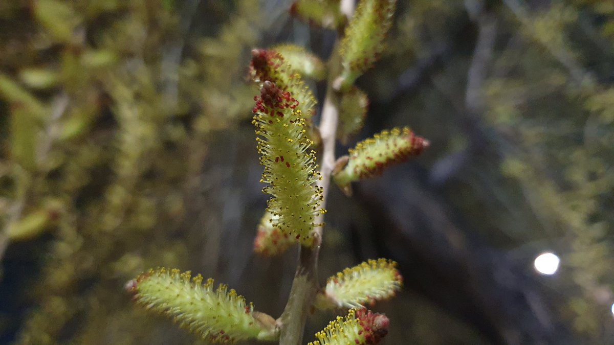 버드나무(Salix sp.) 수꽃
- 버드나무 수꽃, 애벌레 같이 생김
- 어떤 버드나무인지 종까지는 정확히 모르겠음
- 버드나무는 암수딴그루라 암꽃과  수꽃이 다른 나무에서 핌
- 돌연변이로 한 나무에서 암꽃 수꽃이 같이나오는 것과 한 꽃대?에 암꽃 씨방과 수꽃 수술이 동시에 있는걸 본적있음