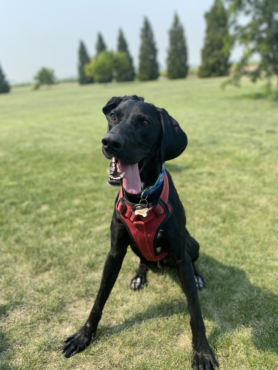 ElizabethHNews's tweet photo. Apparently it’s #nationalpuppyday My Jackson will always be a puppy in my mind! https://t.co/eUAA8L8P2C