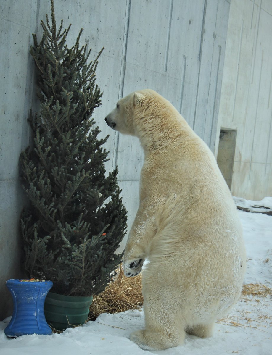 Happy World Bear Day!! There are eight different species of bears: American black bear, Asiatic black bear, brown bear, giant panda, polar bear, sloth bear, sun bear, and spectacled bear. Here at Henry Vilas Zoo we have two polar bears and two grizzly bears!