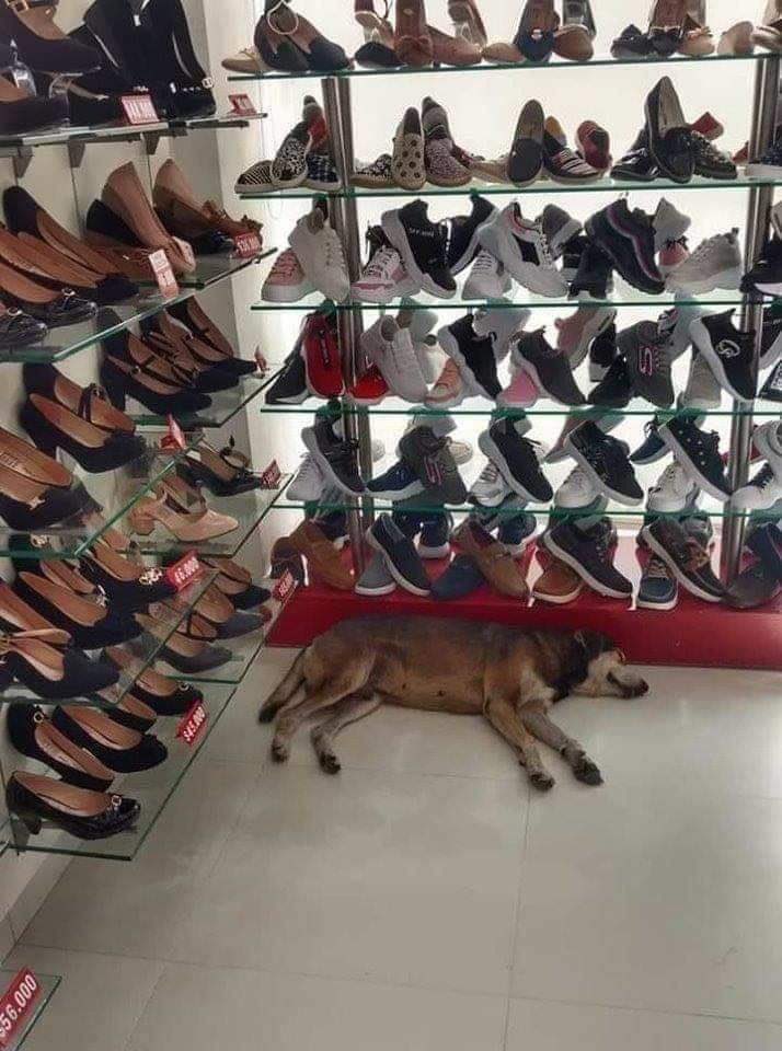 animalitos que alegran el día tweet media