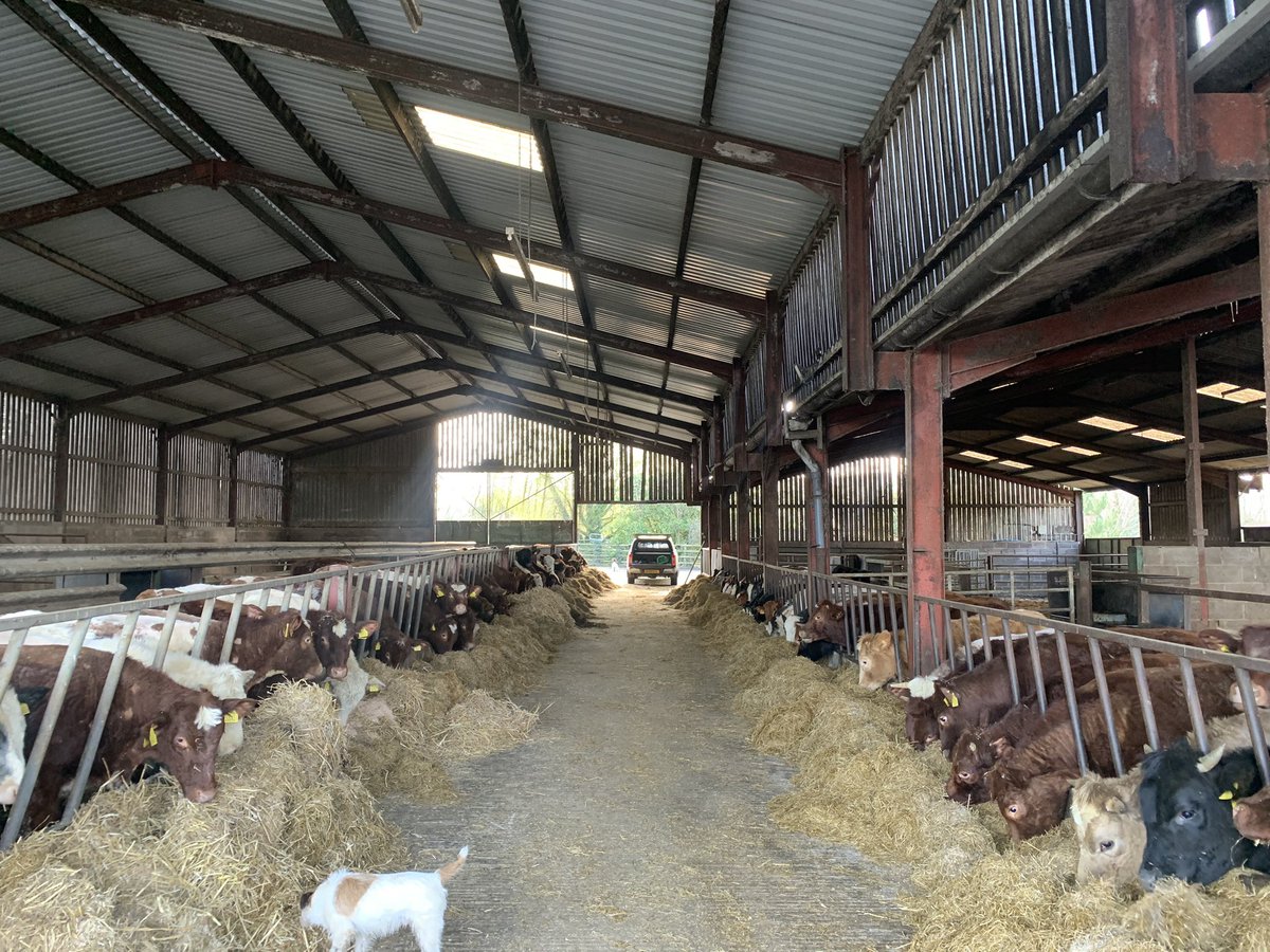 Maximus Pullin tweet media