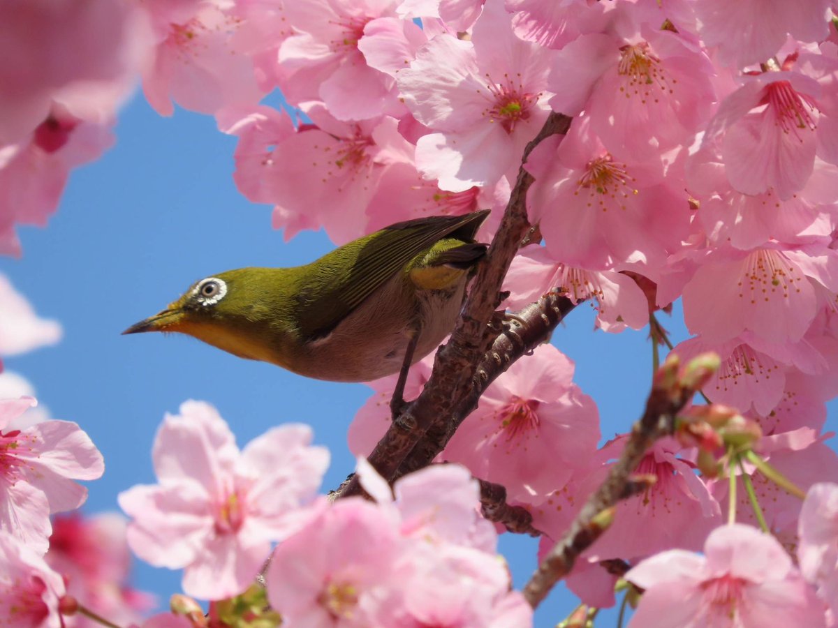 global_fes's tweet photo. 22日のメジロ📸

@横浜市泉区

#地球村フェス
#メジロ
#桜 https://t.co/jPFoc7rt0y