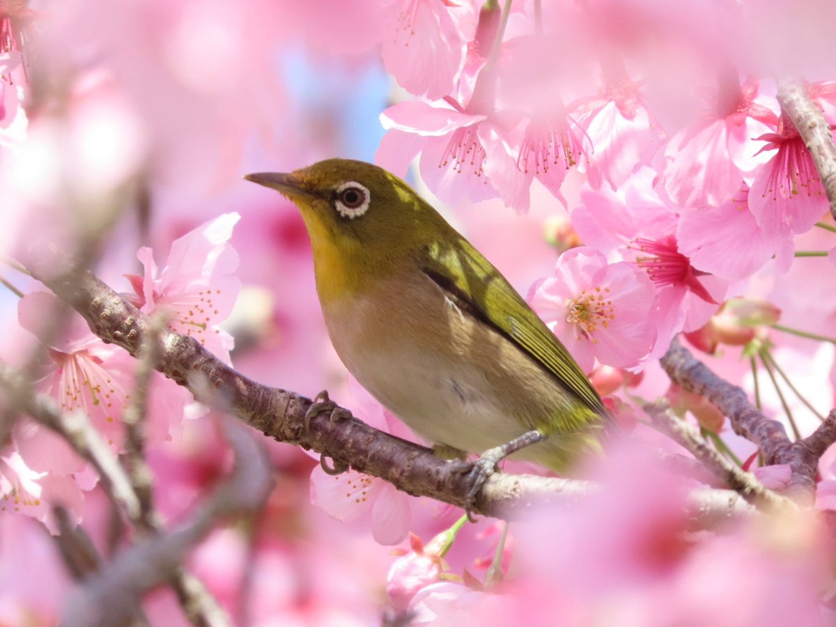 22日のメジロ📸

@横浜市泉区

#地球村フェス
#メジロ
#桜