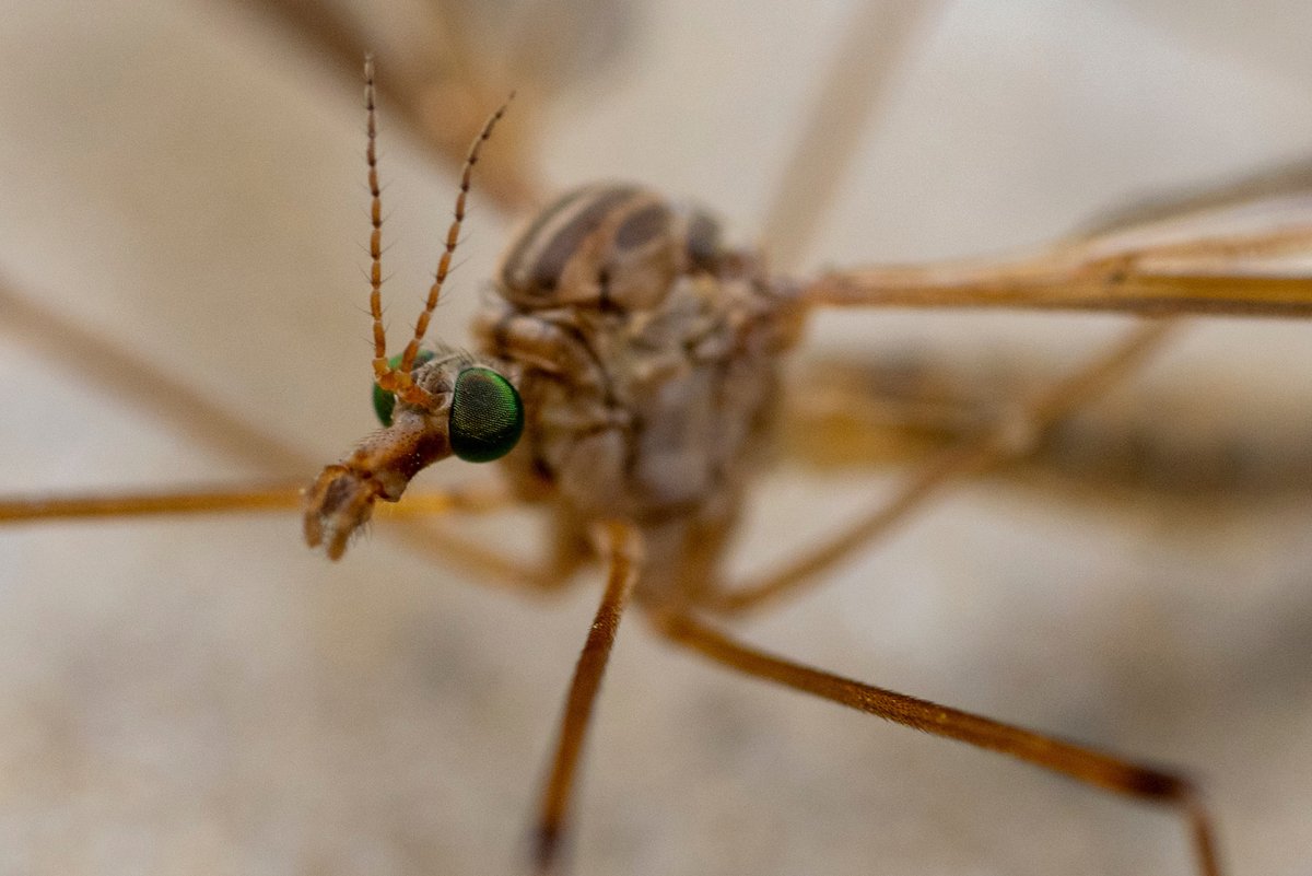 txextension's tweet photo. Fear not! The aimless, wandering Texas-sized mosquito-looking insects are completely harmless! More of a nuisance when they enter a home, the #CraneFly is actually environmentally important. #MosquitoHawk #SkeeterEater
Learn more: https://t.co/LAVOEiF8GU https://t.co/cd05dxx2PR