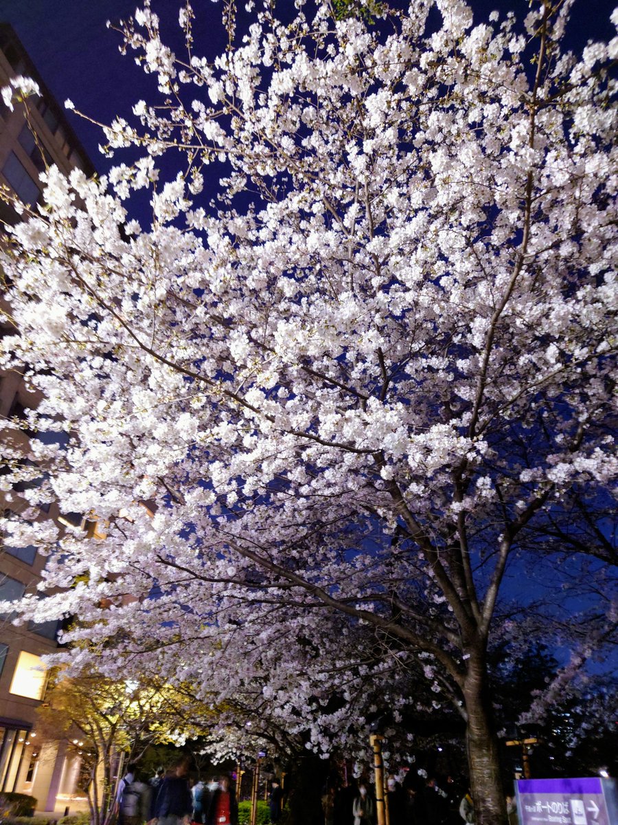 shingetsuu's tweet photo. 昨日残業を強制終了させて千鳥ヶ淵行ってきた・・・が、ライトアップしてなかった〜！
薄い光で頑張って撮った。 https://t.co/UEKiw6zYF3