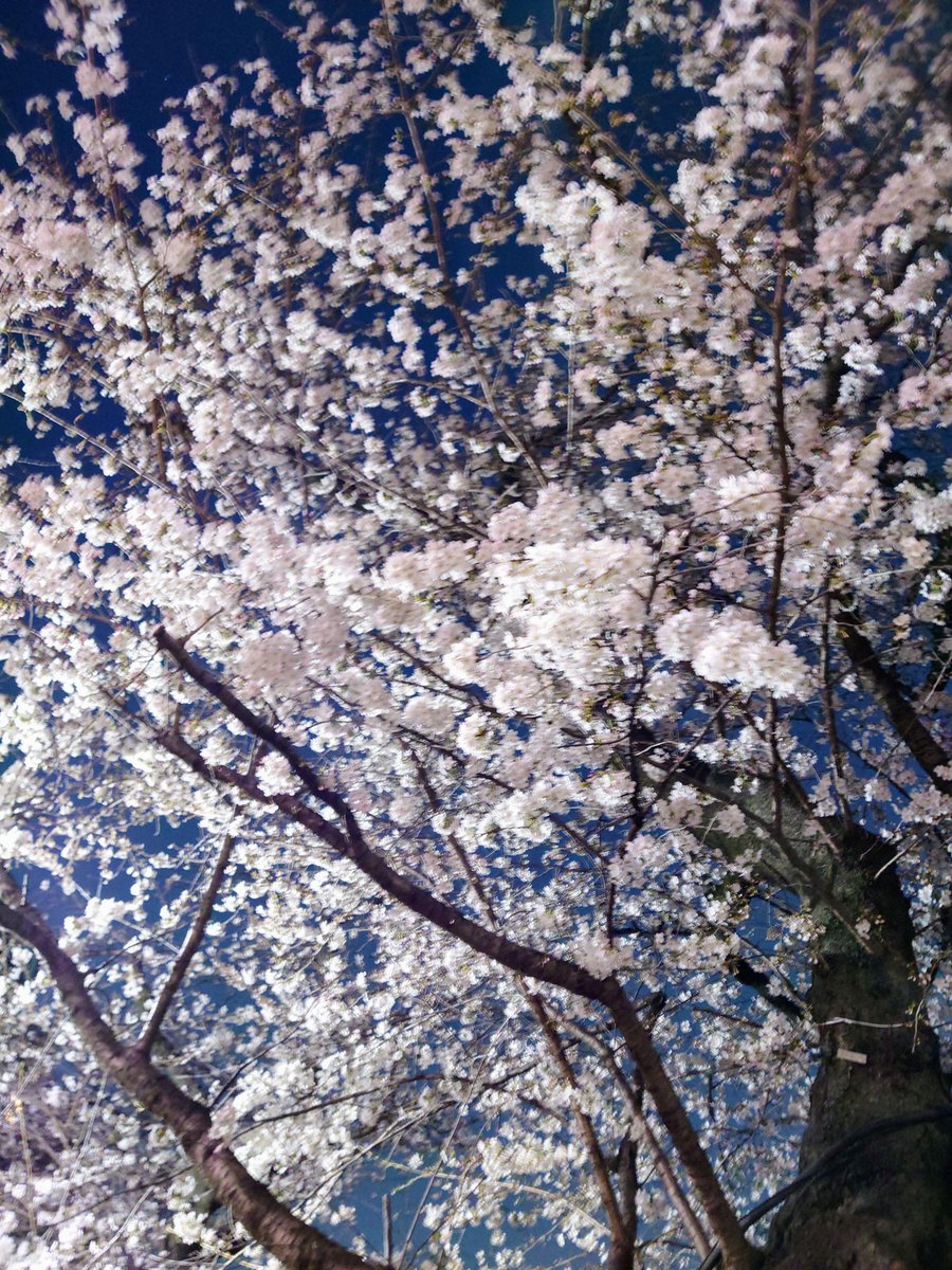 shingetsuu's tweet photo. 昨日残業を強制終了させて千鳥ヶ淵行ってきた・・・が、ライトアップしてなかった〜！
薄い光で頑張って撮った。 https://t.co/UEKiw6zYF3