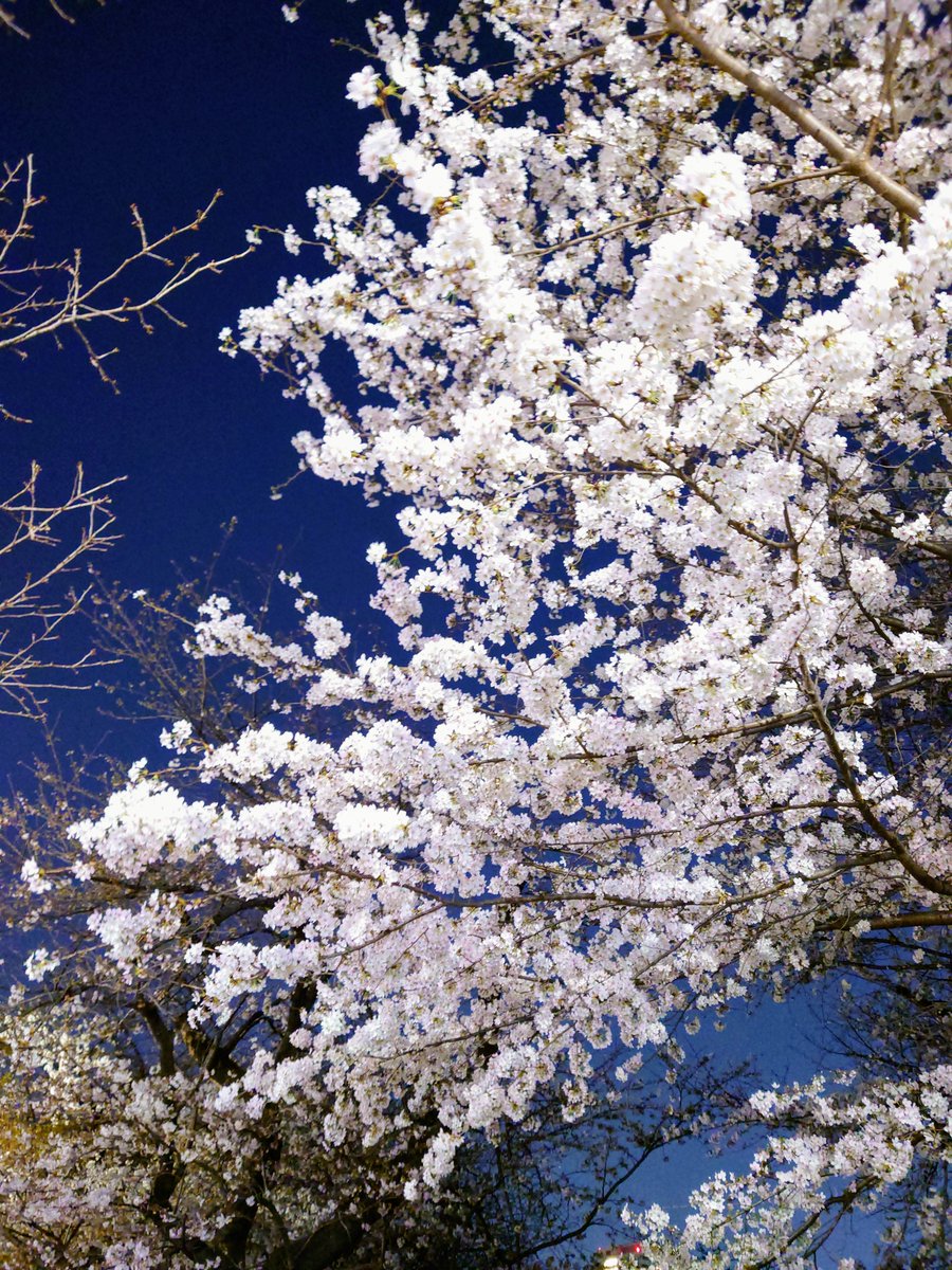 shingetsuu's tweet photo. 昨日残業を強制終了させて千鳥ヶ淵行ってきた・・・が、ライトアップしてなかった〜！
薄い光で頑張って撮った。 https://t.co/UEKiw6zYF3