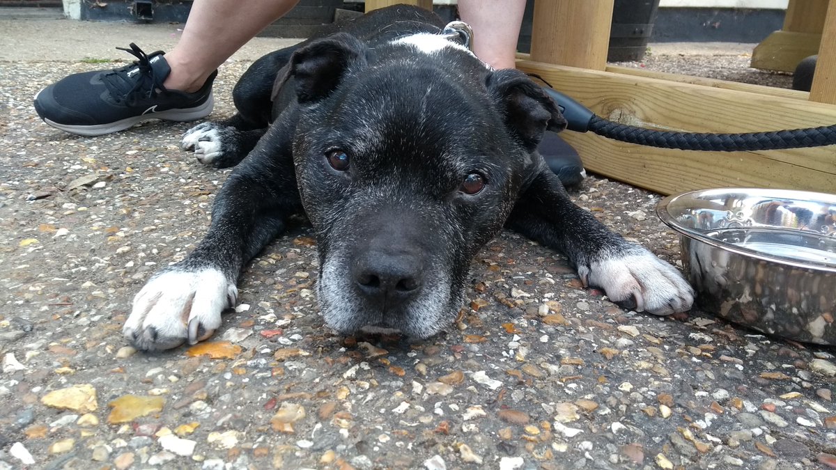 PaulRuffy's tweet photo. You may be gone from sight but never gone in spirit. Our precious boy...
Duke ~ 20/3/2007 - 21/3/2023 https://t.co/etaxEKccug