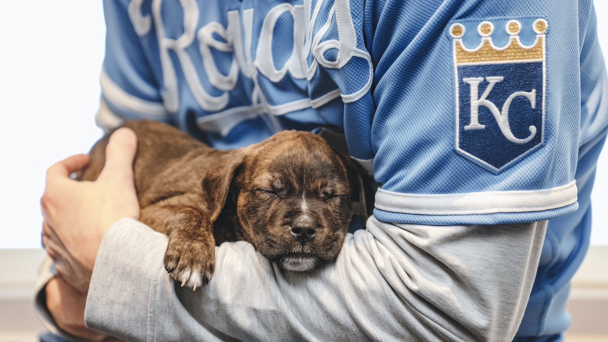 What’s better than players and puppies? #NationalPuppyDay 