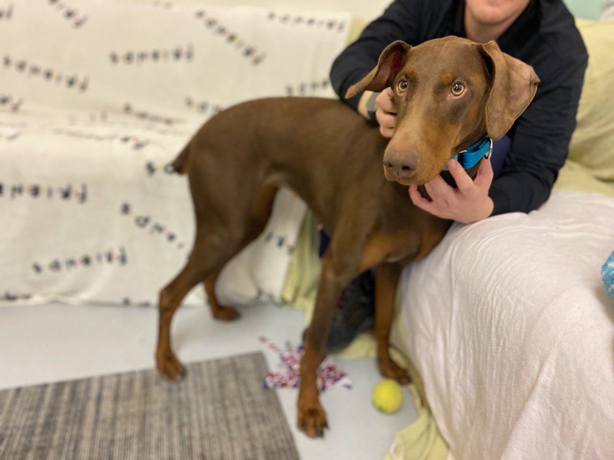 Boston Animal Control tweet media