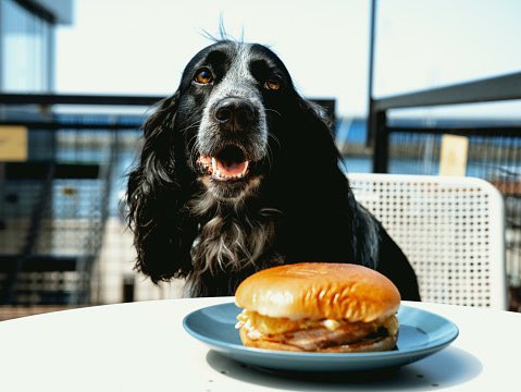 CW_restaurant's tweet photo. 🐶 Happy International Puppy Day! 🌍🌟Bring your furry friend for a meal at Callywith Restaurant - we're dog-friendly! Tag us in your posts for a chance to win a voucher! #CallywithRestaurant #CornishLife #Bodmin #InternationalPuppyDay https://t.co/IoQk8RU5yk