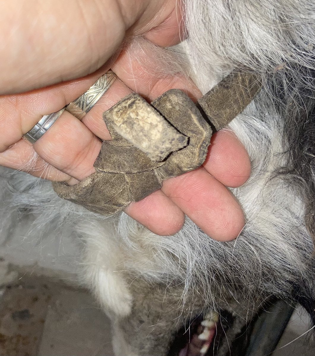 lucif994's tweet photo. BUSCO A SU FAMILIA (Chacabuco).
Hace dos dias encontré esta perrita por la YPF. Tiene ese collar de cuero y es muyyy buena 🥺. 
Si su familia no aparece pronto será dada en adopción.
Compartan por favor :) https://t.co/JBJxL8eRoI