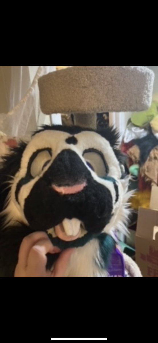 Hyster_Rabbit's tweet photo. If you see someone selling this suit (I don’t have good pictures unfortunately) 

They are a scammer; they refuse to email me back and did not send me the suit! 

It’s a green and black bunny with cream horns, @//dragongoddest https://t.co/1B6woJO5Tu