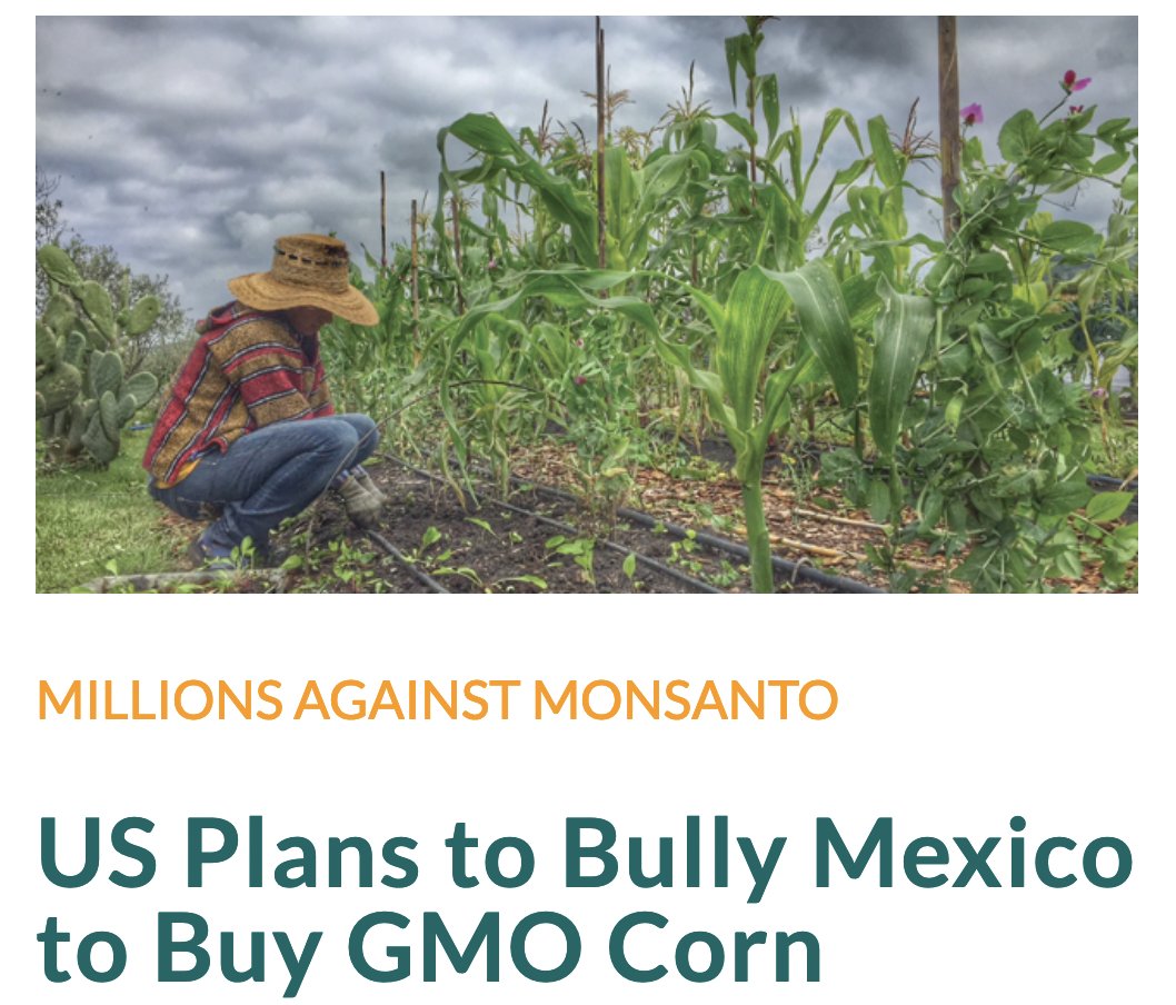 OrganicConsumer's tweet photo. “Corporate money has always corrupted the political process in order to create laws and trade agreements that protect corporate profits at the expense of not just U.S. citizens, but citizens of the world.

We can find, perhaps, no better case in point than genetically modified organisms (GMOs).

Developed over the decades by seed and chemical companies Monsanto, Calgene, Dow, DuPont, Bayer and others, genetically modified (GM) corn, soy, cotton and canola were touted as the solution to world hunger, the key to increased farm profitability, lower pesticide use and a better environment.

It all sounded good, but none of it was true.

The real truth was — and this was never mentioned — that these commodity crops were designed to produce vast corporate profit as they helped usher in a wave of corporate consolidation, loss of small farms, declining rural economies and a foisting of untested GM food on unknowing consumers.

While these GM crops dominate the fields of North America, the seed and chemical companies saw the world as their target for even more profit.”

Read more ➡️ https://t.co/GdDcKvFI8X