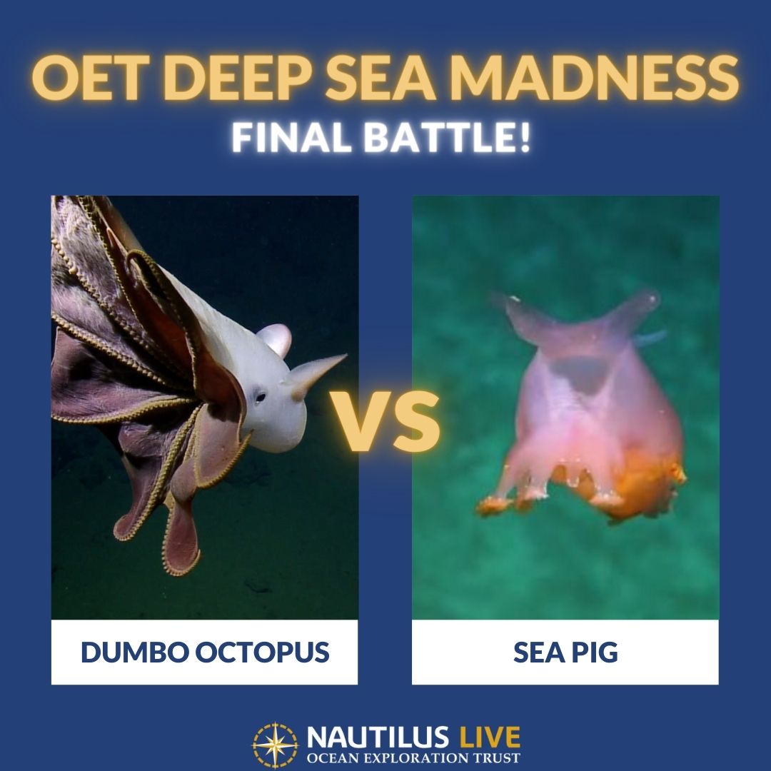 EVNautilus's tweet photo. It’s the #FinalBattle of the #OETDeepSeaMadness competition! These two #deepseaanimals have beaten 14 other fan-favorites to end up on top. Which one has your vote: the #dumbooctopus or the #seapig? Vote on #Youtube: https://t.co/GdnY3mhIgI https://t.co/M444Dlk6ke
