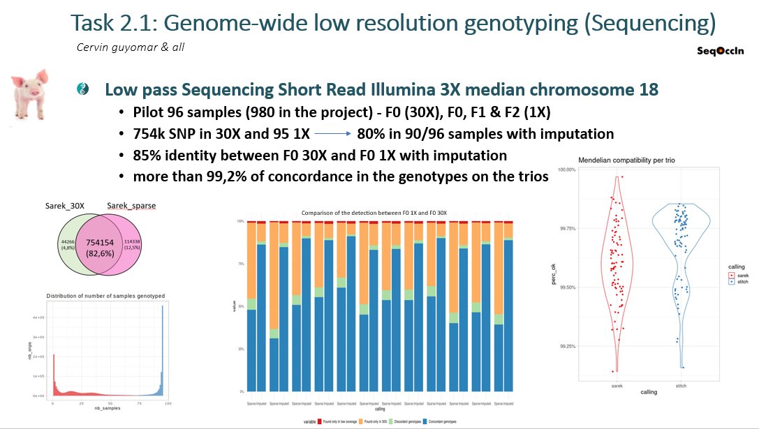 GeT_Genotoul's tweet photo. ➡️Day2 at #PEPR AgroDiv:Look at our 1st results from the low pass sequencing project on 🐷 : 80% of 754kSNP found in 90/96 samples with #imputation
👓Looking forward to working on genome characterization tools!
#sigenae #GenPhySE #France2030 #SeqOccIn https://t.co/nXvU3FTjPy