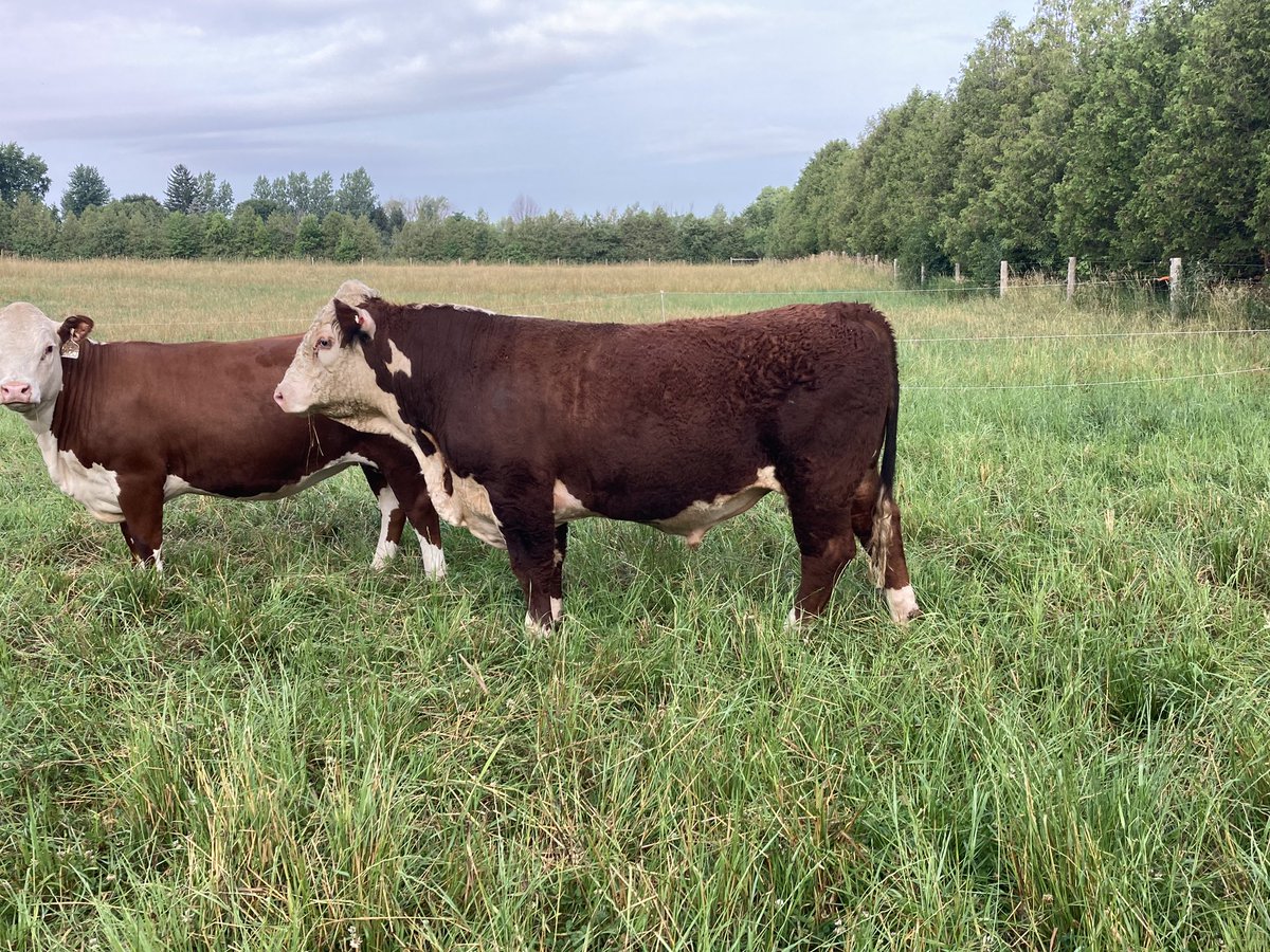 Catalog is now posted for our April 2 Tag Sale with <a href="/CAN_Hereford/">Canadian Hereford</a> genetics on offer.  <a href="/BeefFarmersON/">Beef Farmers of Ontario</a> <a href="/OntarioHereford/">Ontario Hereford</a> <a href="/CanJrHerefords/">Can Jr Hereford Ass.</a>        issuu.com/osheafarms/doc…