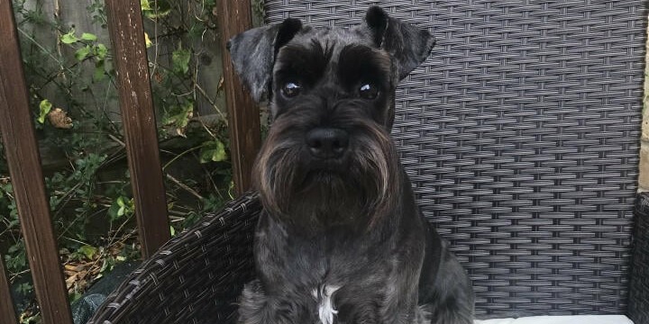 "My dogs go mad for it. Shiny coats and full of life. Can’t beat natural 👍🏻" - Doug

We're wagging our tails because we've fetched another wonderful review! We are always proud to make tails wag with our delicious raw meals, and we're so glad to hear our pupstomers agree! 🥰