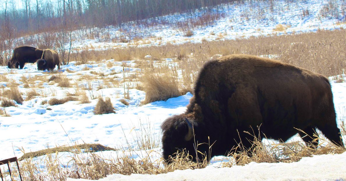 SUBARU431's tweet photo. @ElkIslandNP  @TravelAlberta #bison #alberta #wildlife #photography #canon #nationalpark https://t.co/mvTdyAqta2