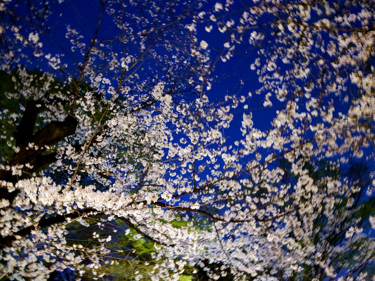 shingetsuu's tweet photo. 千鳥ヶ淵の桜続き。
暗いもんだから、とにかく手ブレした。全部スマホで撮影〜 https://t.co/nPfiMdiJMy