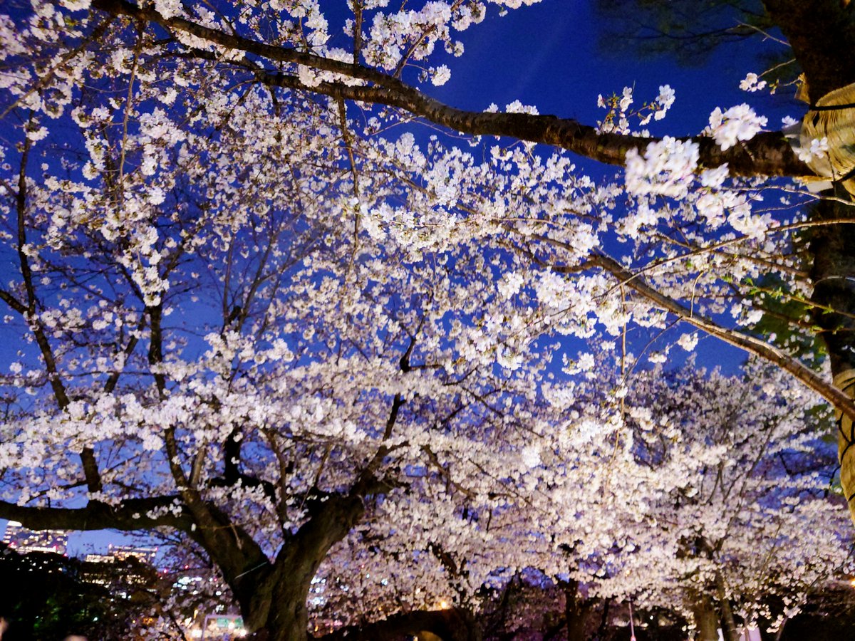 shingetsuu's tweet photo. 千鳥ヶ淵の桜続き。
暗いもんだから、とにかく手ブレした。全部スマホで撮影〜 https://t.co/nPfiMdiJMy