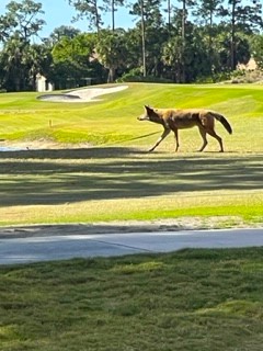 PGAVillage's tweet photo. 🚨🚨🚨🚨🚨🚨🚨🚨
Wile. E Coyote Sp👀ted on Wanamaker #5 Tee Box, yesterday afternoon!
📍Wanamaker #5
@pgavillage
#coyote #wildlife #wileecoyote
#floridaspring #floridagolf
#pgagc🌞🌴⛳️🏌️🏌����
📸: Lynn Scully https://t.co/iUQuyqklCO