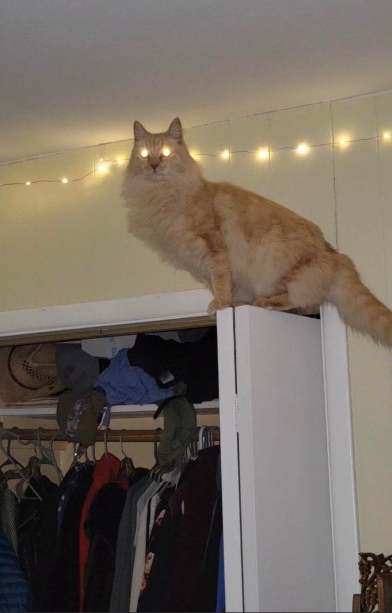 GoofyKittys's tweet photo. He is one with the lights 💡 https://t.co/NCUCLVR7O2