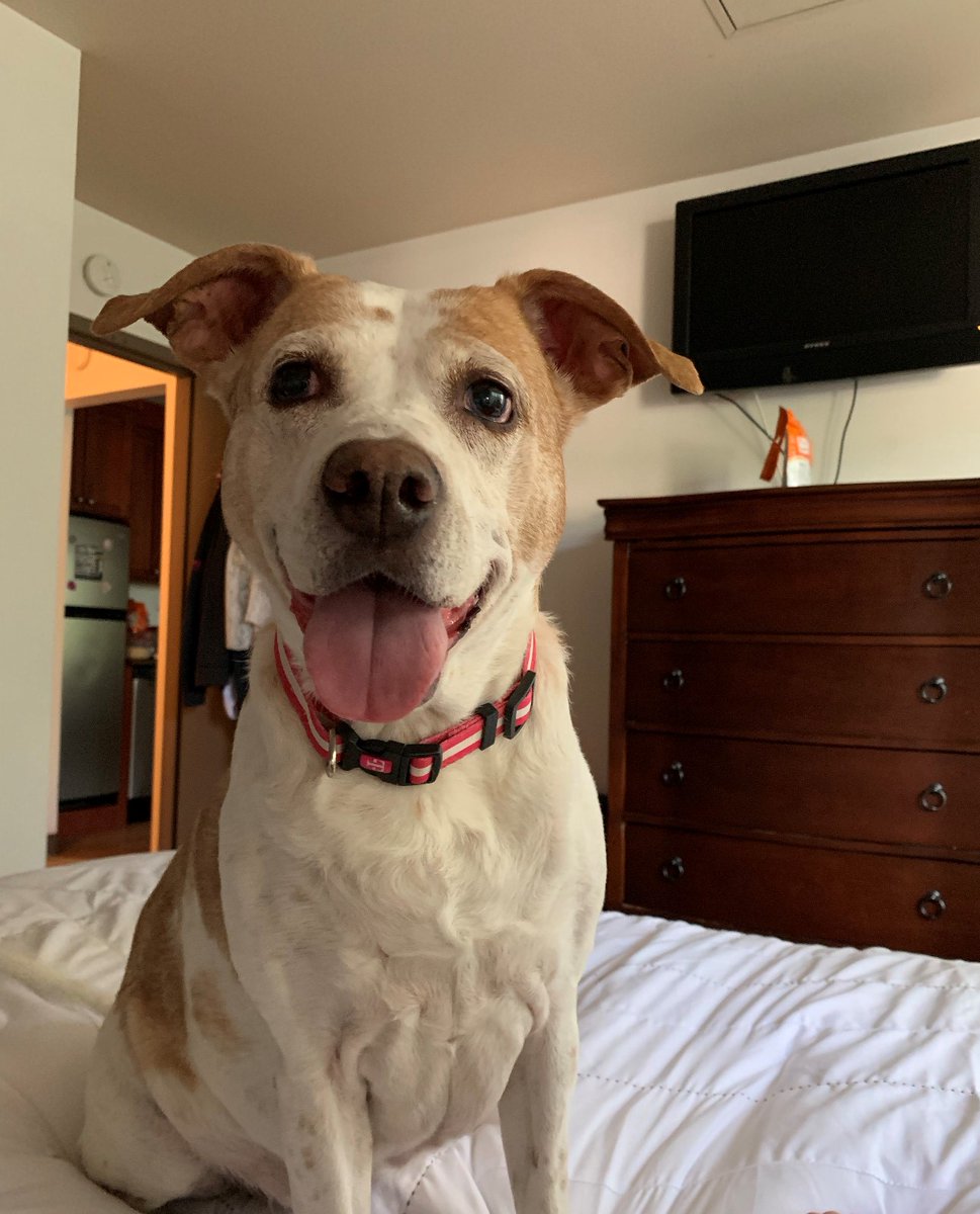 MagentaKatie's tweet photo. Missing my famous T-Mobile pup and coworker! It's been a few weeks since she crossed the rainbow bridge and I miss Maddie more and more every day. #NationalPuppyDay #TMobilePets https://t.co/ikeYTGuj1i