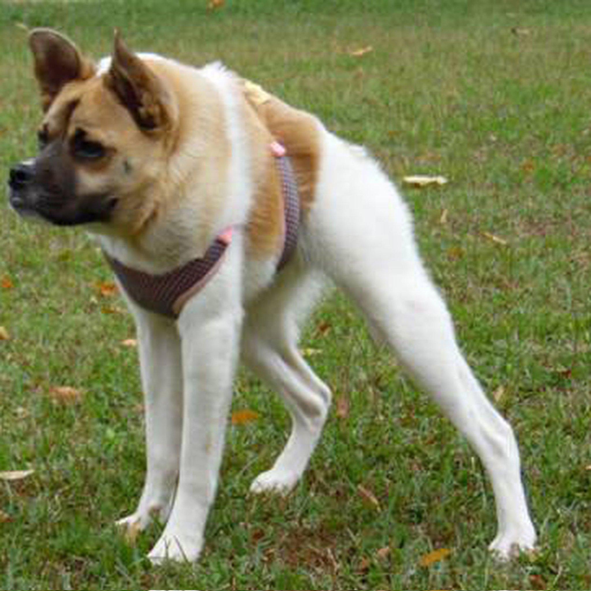 Dog short Spine Syndrome