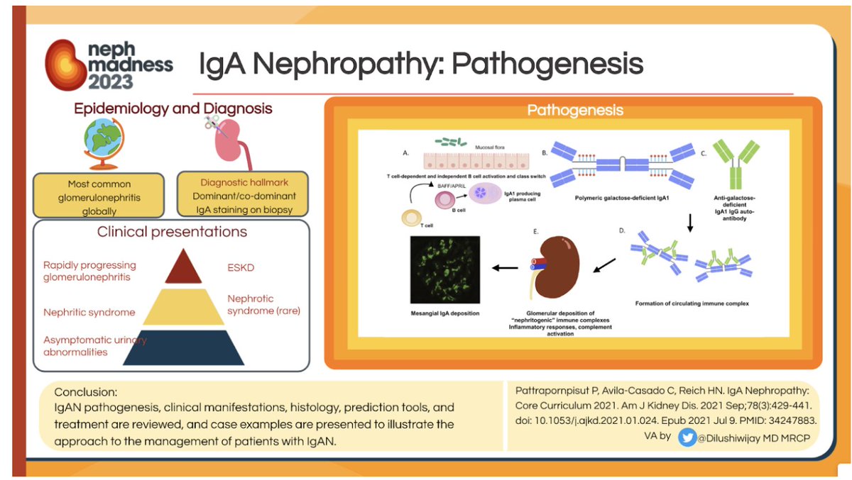 TeamNephroWhale's tweet photo. 6/Moving on falsely thought most common nephropathy in the world: IgA Nephropathy. I wonder why humans have so much trouble with their immune system, and how they can prevent or treat this disease. Maybe they should eat more fish, like me. Get it?😜 #NephMadness https://t.co/03IBcQni4y