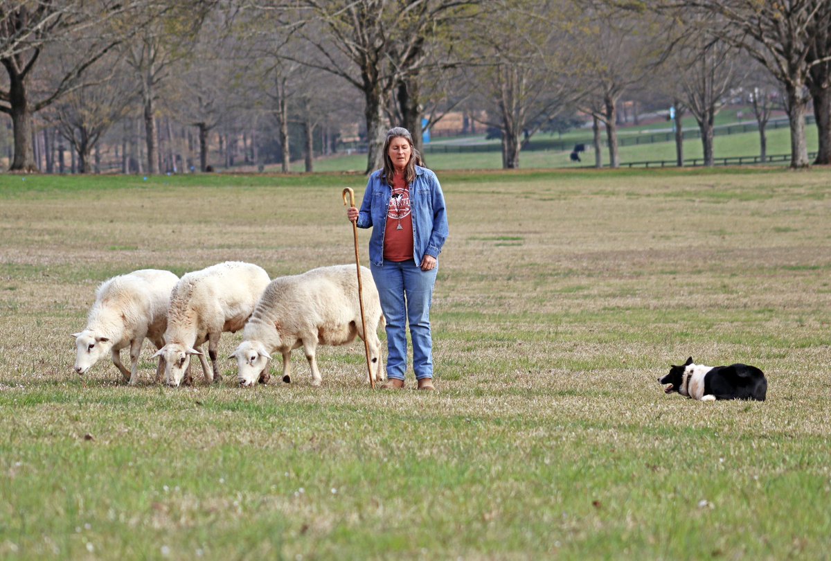 This past Tuesday, Block-n-Bridle presented a sheep herding demonstration featuring Border Collies in the field of Clara Bowl. 

Read more about it in our latest issue!

Photo Credits: Camille Schmied