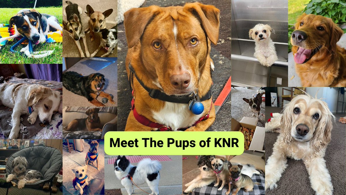 1800HURTNOW's tweet image. It's National Puppy Day! Check out all the pups of KNR. 

#NationalPuppyDay | #OfficeDogs