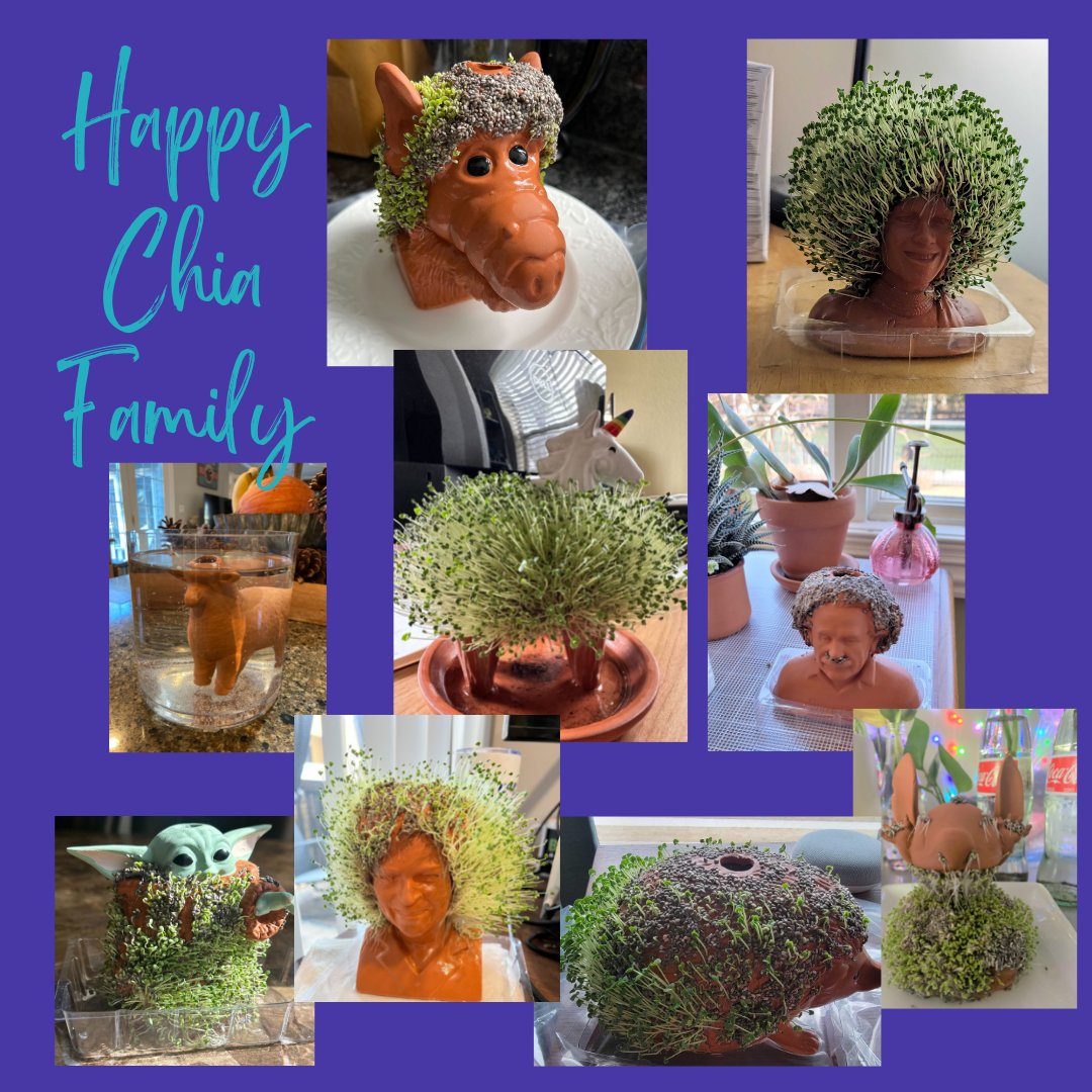 MacedonCareers's tweet image. Our Chia family is growing! We surprised our employees with Chia Pets and grew them virtually "together." Seeing how devoted everyone is to growing and grooming them is wonderful! Fun fact: The first ones were created in 1977! Which one is your favorite? #chiapet #chchchchia