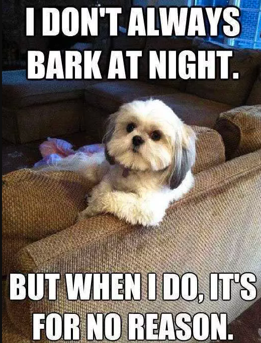 UltraCruzCanine's tweet photo. #MemeMonday

Does your dog bark all night? Does he/she show signs of nervousness or hyperactivity? Try out the UltraCruz Canine Calming Supplement!

#UltraCruz

https://t.co/jLIlFnHwUx https://t.co/iKDXGyqVYb