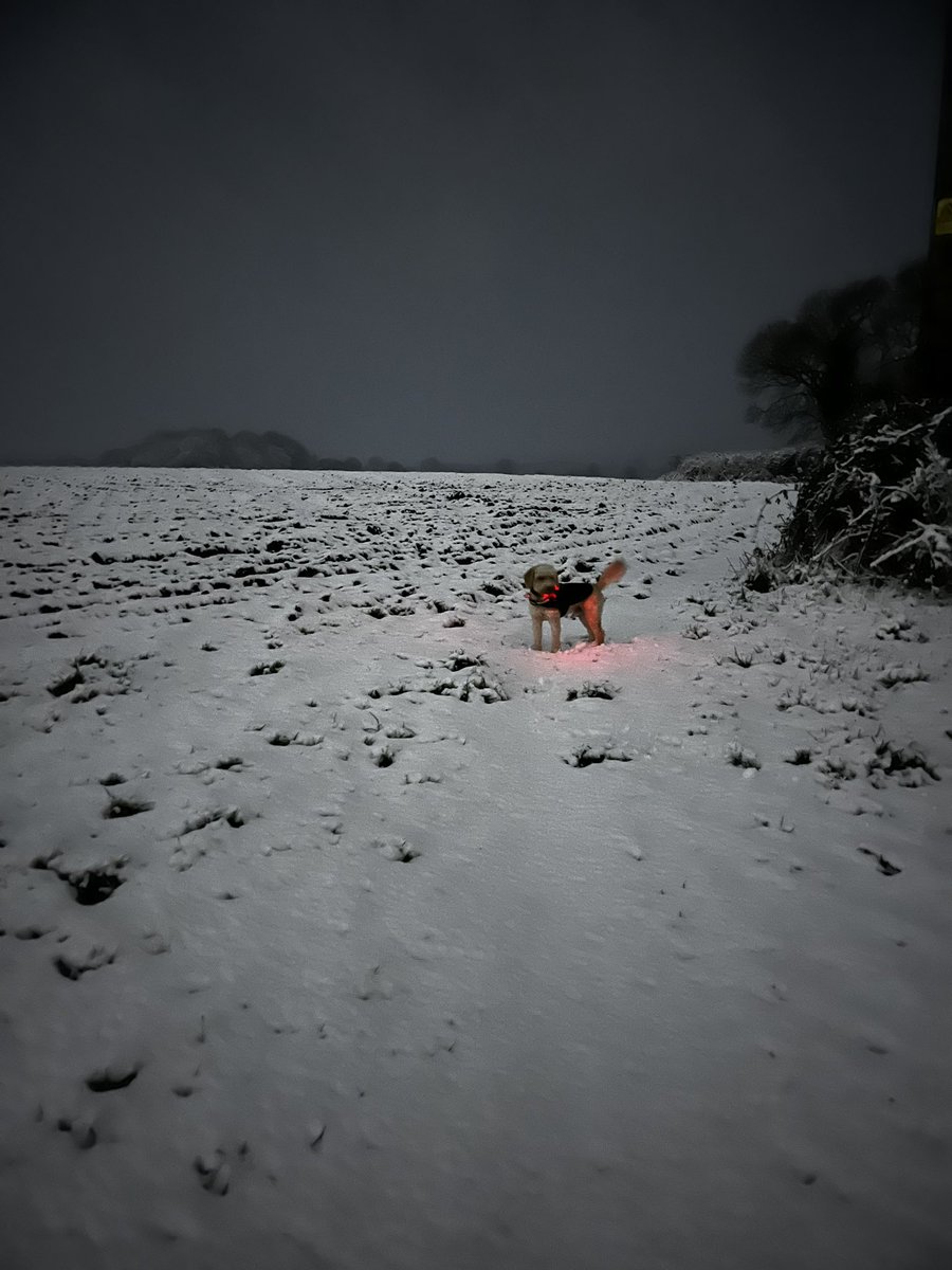 WESDoors's tweet photo. @AldiUK Charlie living his best 5am walk life https://t.co/XYYZXYsL1y