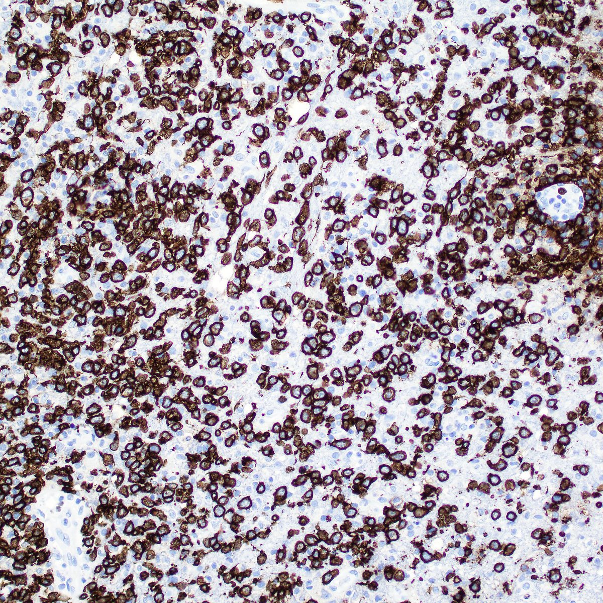 David Meredith tweet media