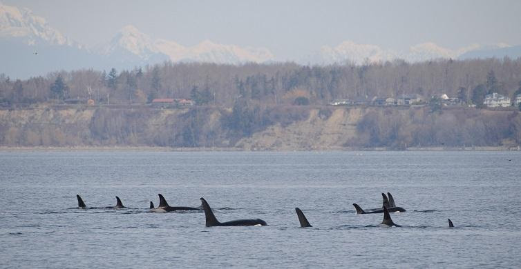 Orca Network's March 22, 2023 Whale Sighting Report: J Pod in Bellingham Bay, K &amp; L Pod in Monterey Bay!; T46s, T87, T124A2s, &amp; T137s continue their journeys around Puget Sound; Gray whales still busy feeding on ghost shrimp!
Full Report: conta.cc/40wUjMP

📸 Adam Resnick