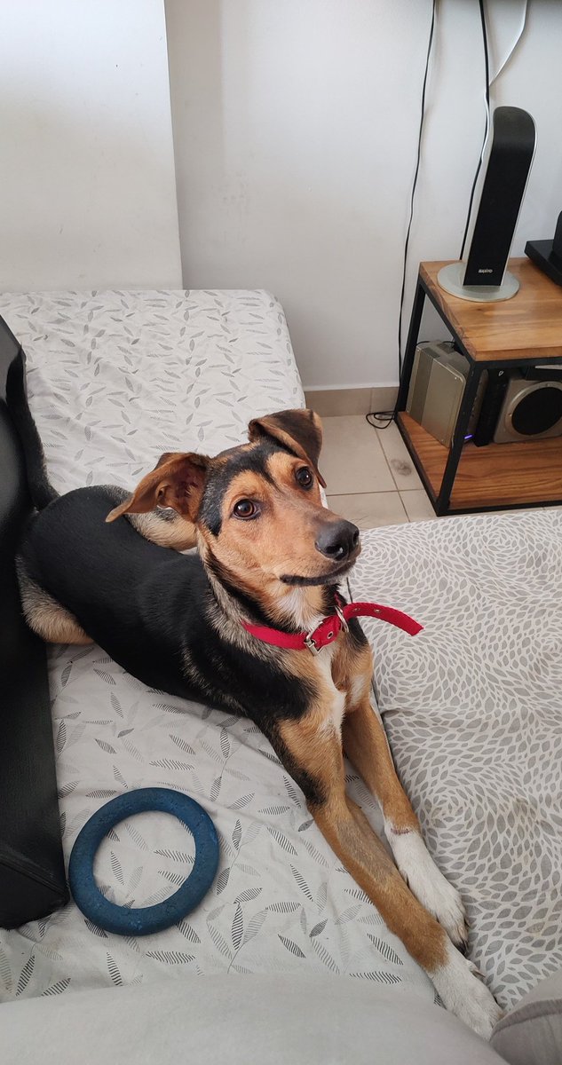 Ayer le dijimos a Beto que finalmente tomamos la decisión de adoptarlo. Él no nos dijo nada porque es un perro y ya se había hecho a la idea cuando lo transitamos. No maneja esos conceptos. Pero está contento. Rompió una plantilla de la emoción.